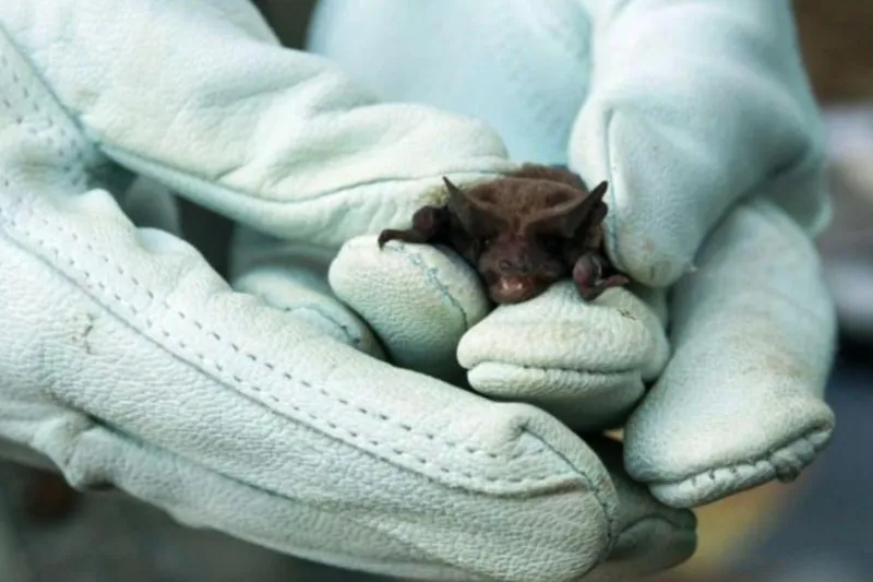 Bromatologia-Bloqueo-Antirrabico